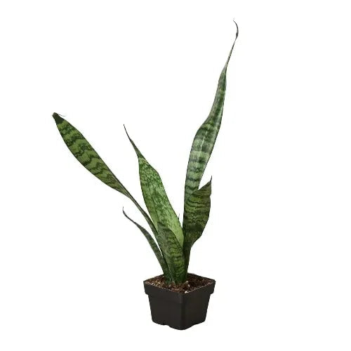 Tall Snake Plant 'Zeylanica' with long upright sword-shaped leaves in a white pot.