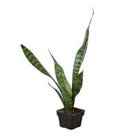 Snake Plant 'Zeylanica' standing tall in a pot, showcasing entire plant shape and leaf pattern.
