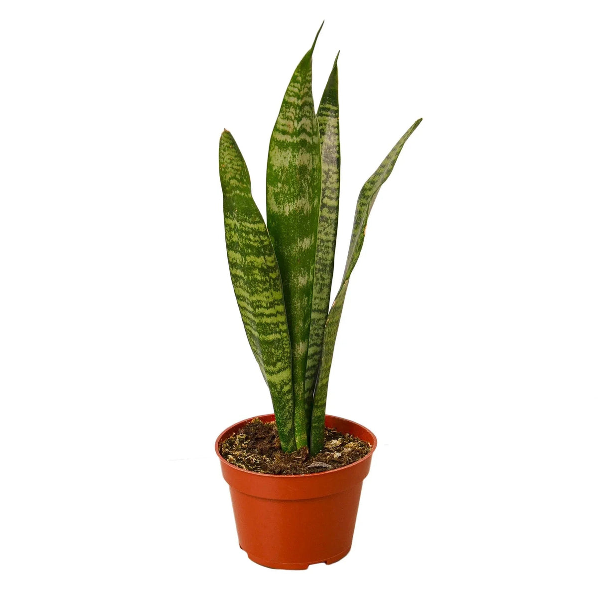 Close-up of green Snake Plant 'Zeylanica' leaves with distinctive dark green patterns.
