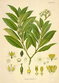 Essential Oil Blend Stimulating (Black Pepper Cardamom Bay Laurel)