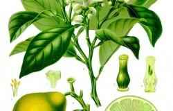 Essential Oil Blend Encouraging (Verbena Lemon)