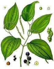 Essential Oil Blend Stimulating (Black Pepper Cardamom Bay Laurel)
