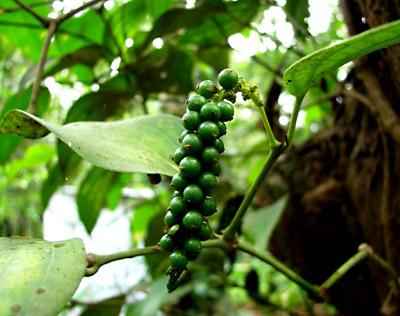 Essential Oil - Black Pepper