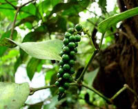 Essential Oil - Black Pepper