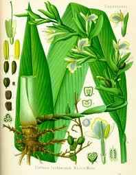 Essential Oil Blend Stimulating (Black Pepper Cardamom Bay Laurel)
