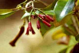Essential Oil - Clove