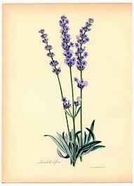 Essential Oil Blend Healing (Tea Tree Lavender)