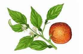 Essential Oil Blend Evening (Neroli Lemon)