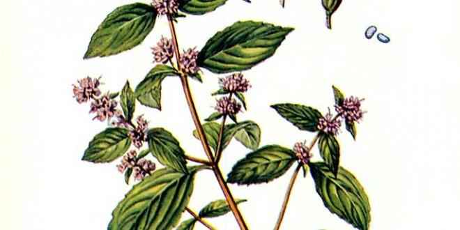 Essential Oil Blend Energizing (Rosemary Mint)