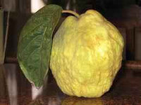Essential Oil - Bergamot