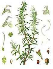 Essential Oil Blend Energizing (Rosemary Mint)