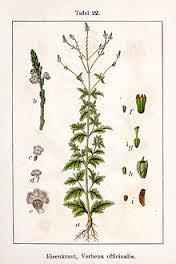 Essential Oil Blend Encouraging (Verbena Lemon)