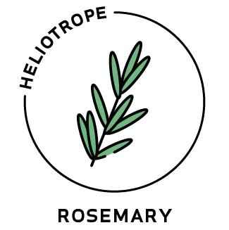 Essential Oil - Rosemary
