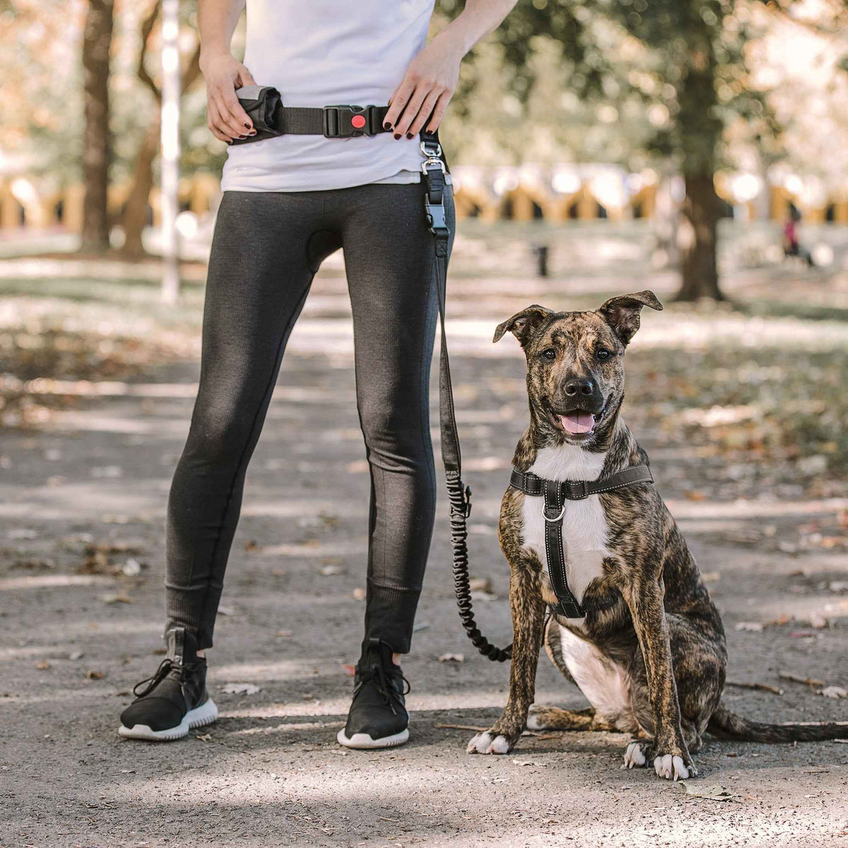 Close-up of adjustable waist belt and bungee leash with reflective details for dog running