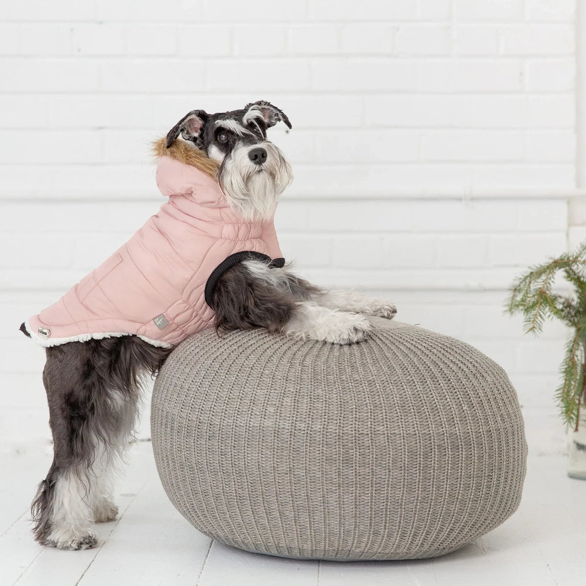 Dog modeling the pink urban parka with vegan fur hood trim and classic design.
