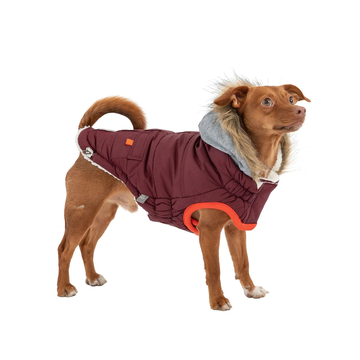 Back of dog wearing Winter Sailor Parka with adjustable hood and leash hole detail.