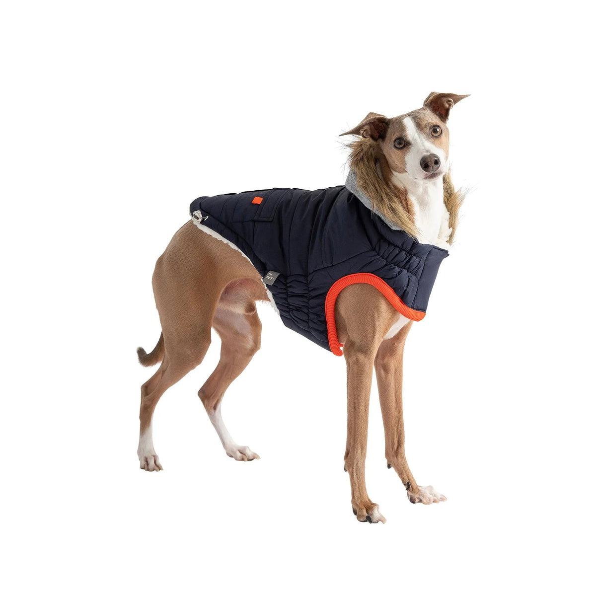 Rear view of dog wearing navy Winter Sailor Parka with adjustable hood and tail opening.