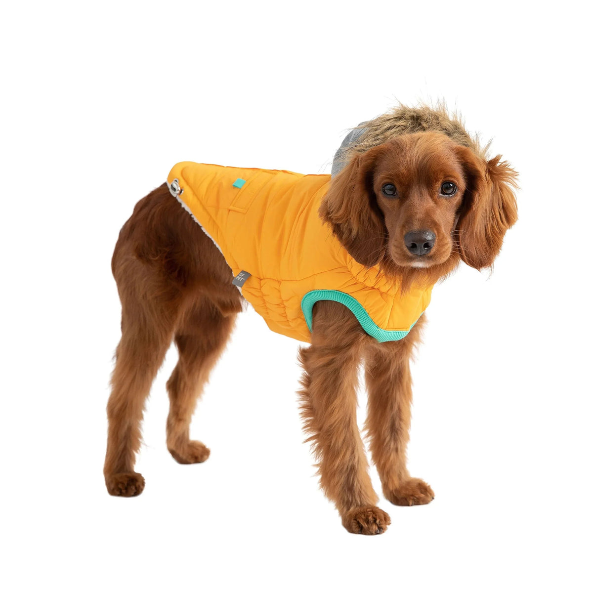Small dog wearing yellow Winter Sailor Parka with adjustable hood, front view
