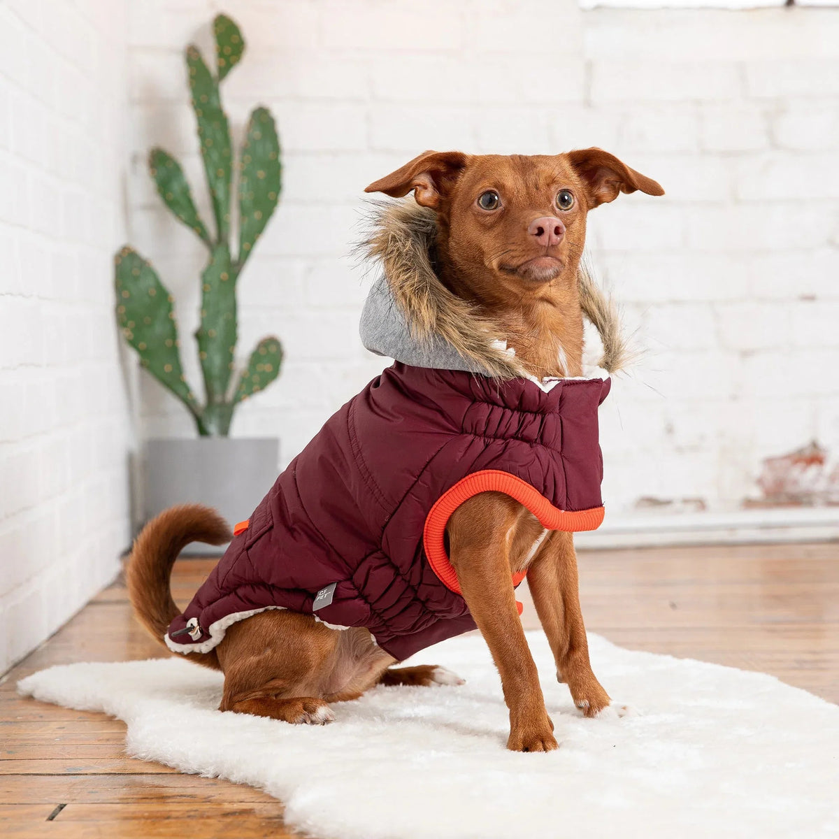 Dog walking outdoors wearing the warm, burgundy Winter Sailor Parka with vegan fur hood.