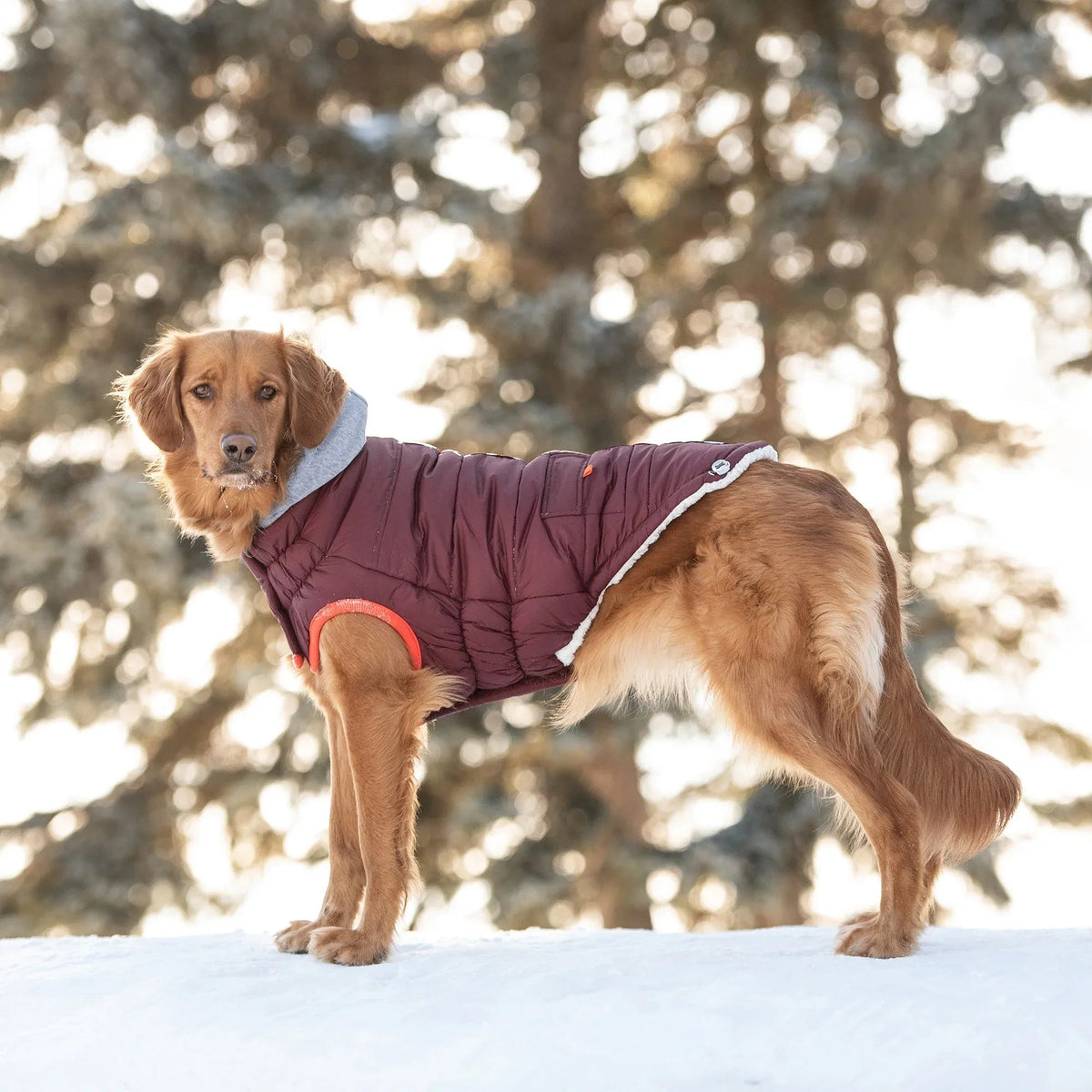 Close-up of adjustable straps and Elasto-fit technology on the Winter Sailor Parka in burgundy.