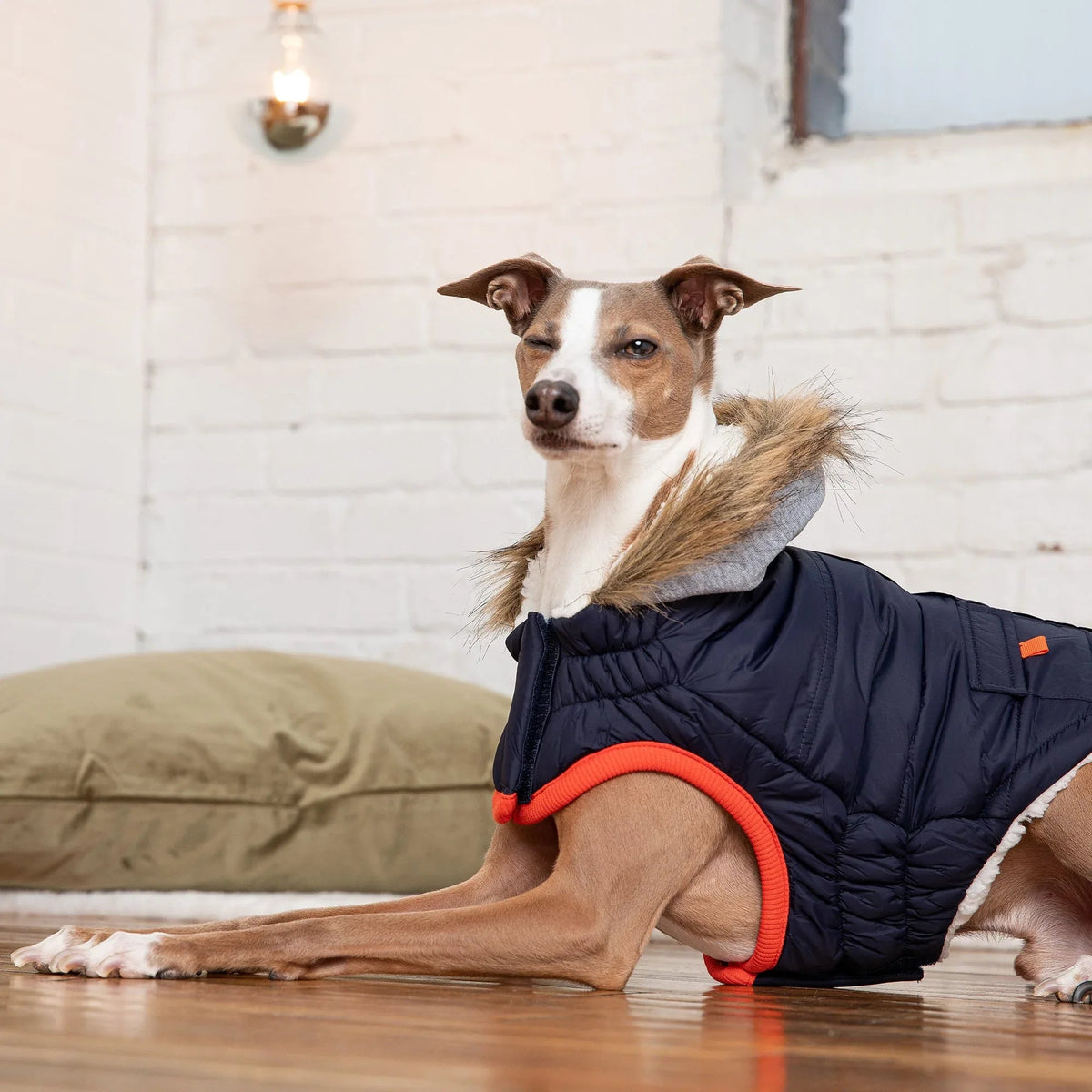 Side profile of dog modeling navy Winter Sailor Parka showcasing fit and stylish design features.