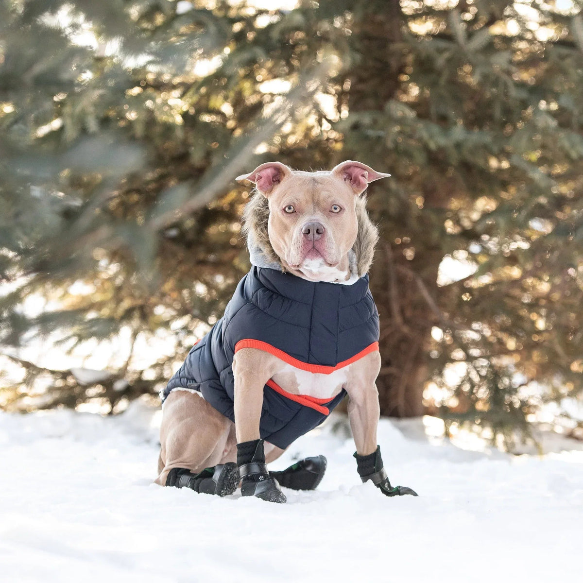 Dog walking on sidewalk wearing navy Winter Sailor Parka with furry hood and Sherpa lining visible.