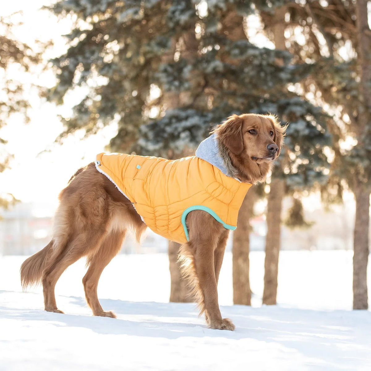 Yellow Winter Sailor Parka displayed on a white background, showing full design