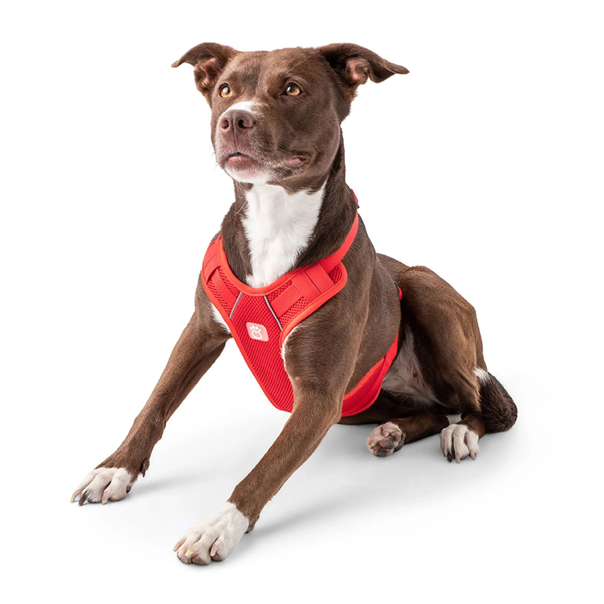 Close-up of red travel harness adjustable strap and breathable mesh fabric.