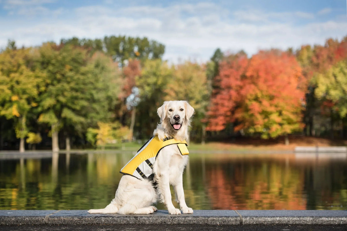 Side profile of small dog wearing yellow high-visibility life vest with handle.