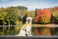 Side profile of small dog wearing yellow high-visibility life vest with handle.