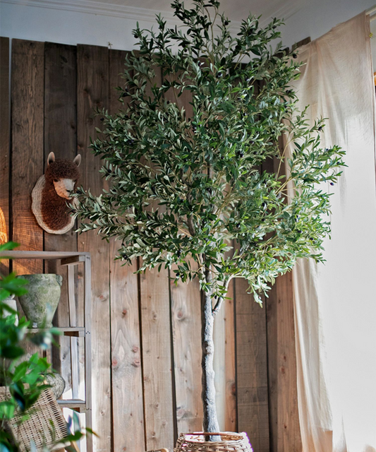 Extra Large Tall Olive Tree 118