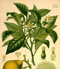 Essential Oil - Bergamot