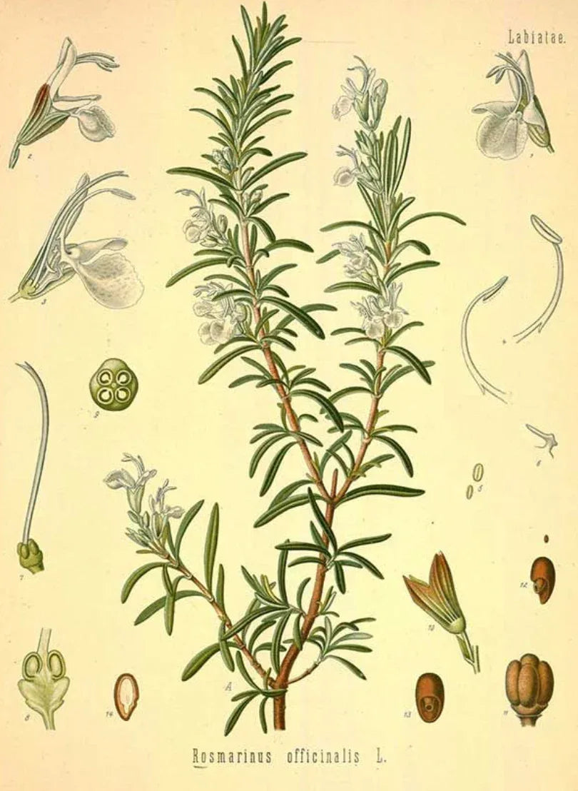 Essential Oil - Rosemary