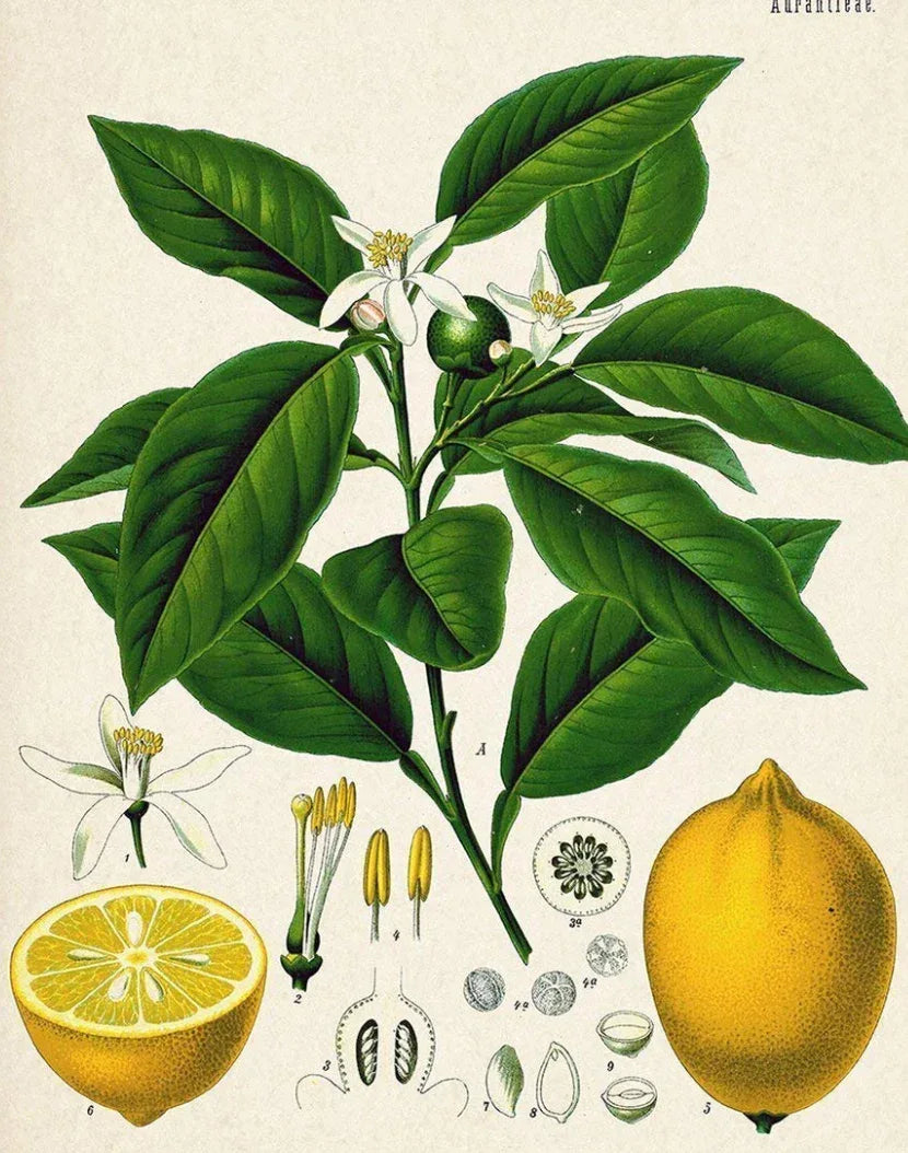 Essential Oil Blend Evening (Neroli Lemon)