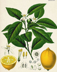 Essential Oil Blend Evening (Neroli Lemon)
