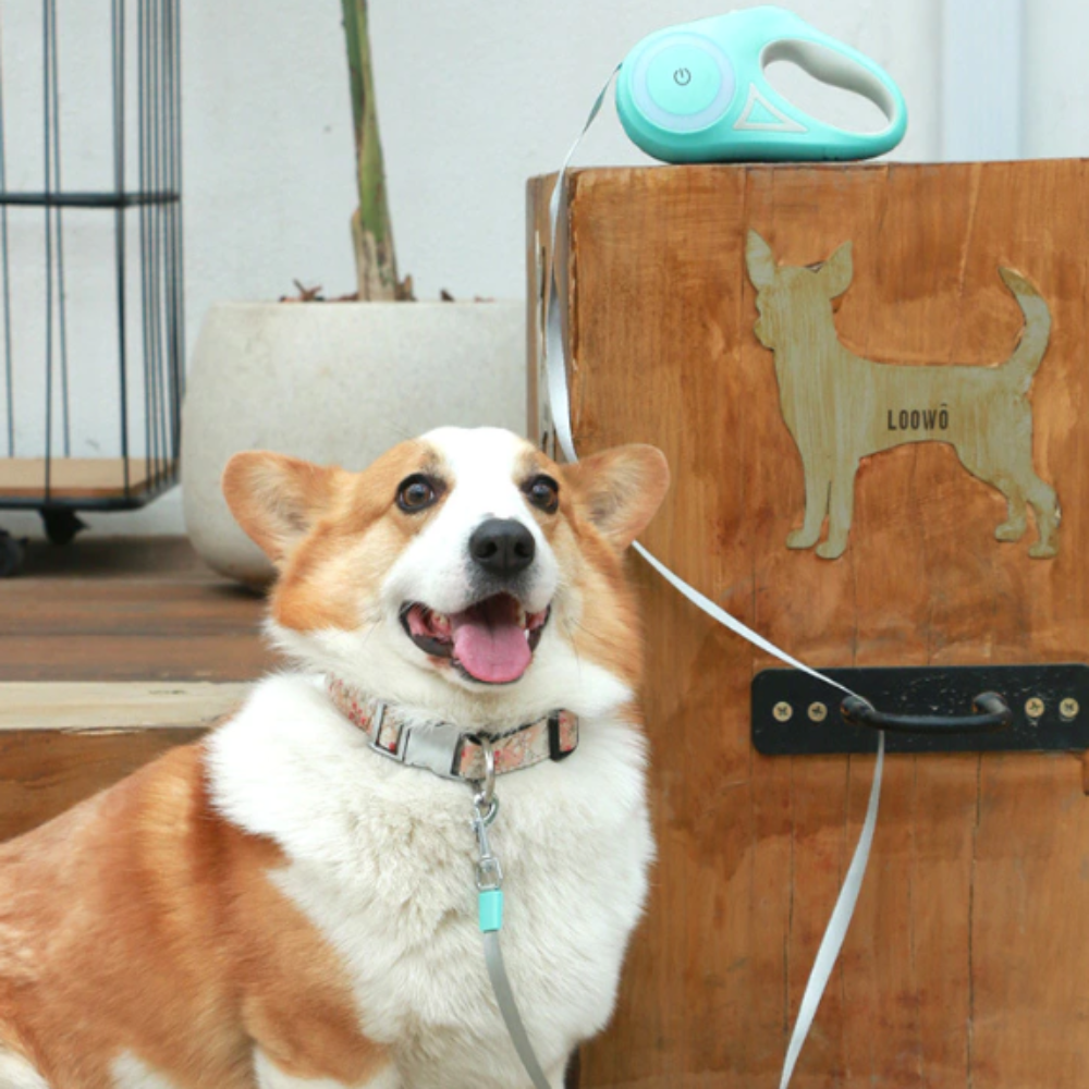 Automatic Retractable Lighting Dog Leash - dog walking with leash
