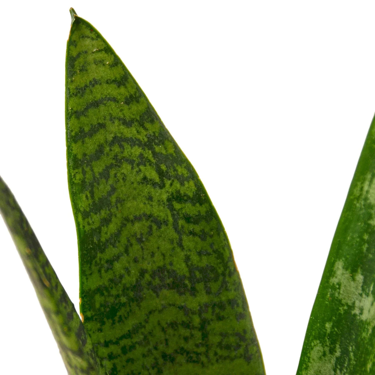 Snake Plant 'Zeylanica' leaves showing natural dark green striping pattern in sunlight.