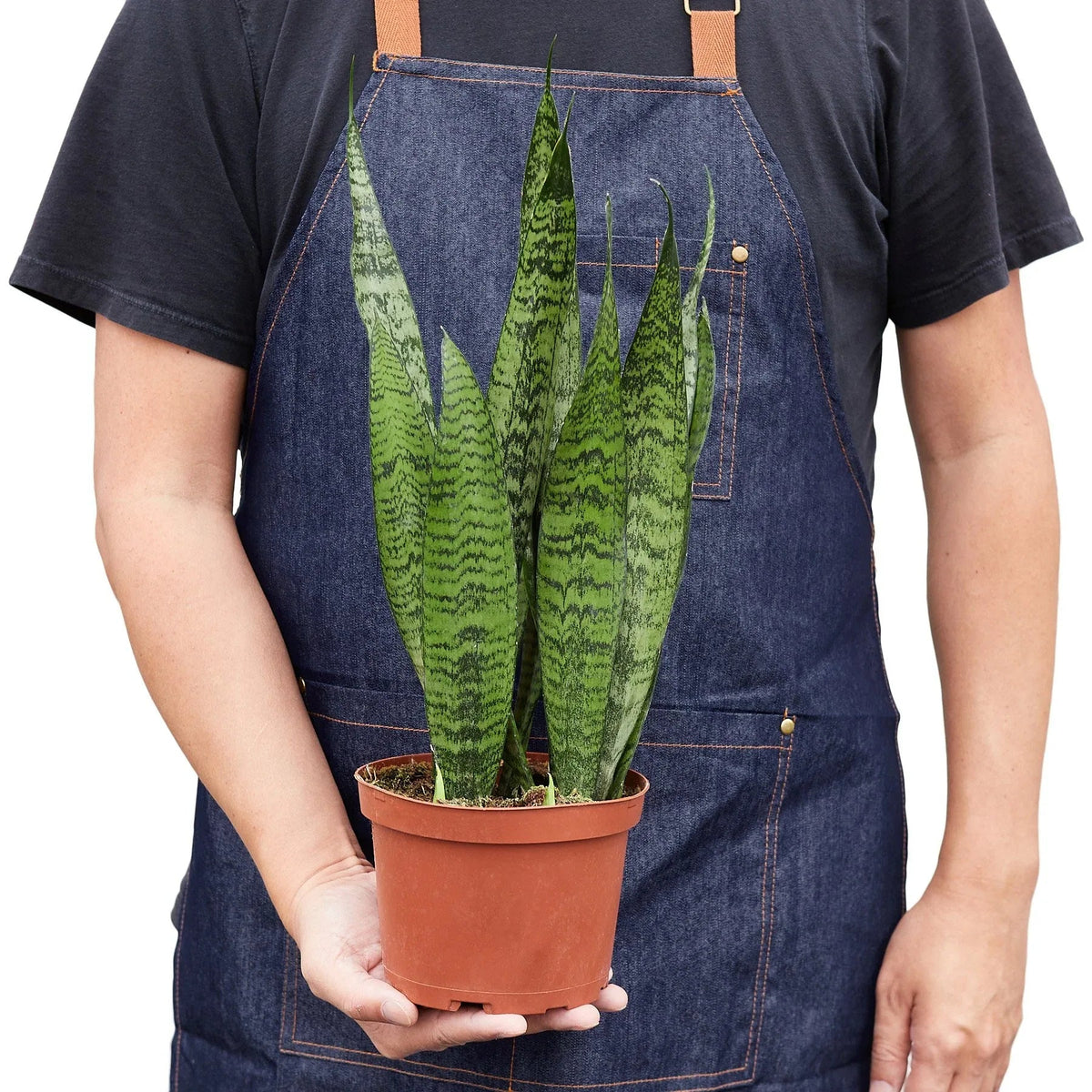 Healthy Snake Plant 'Zeylanica' with thick, upright leaves growing from soil in pot.