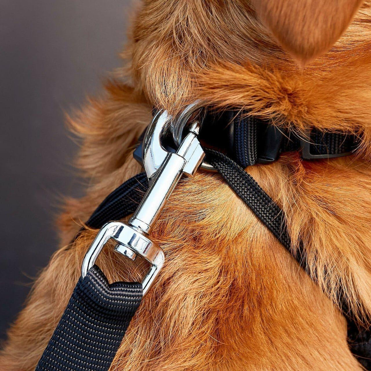Two black adjustable dog seatbelt connectors attached to car harnesses, shown on a car seat.