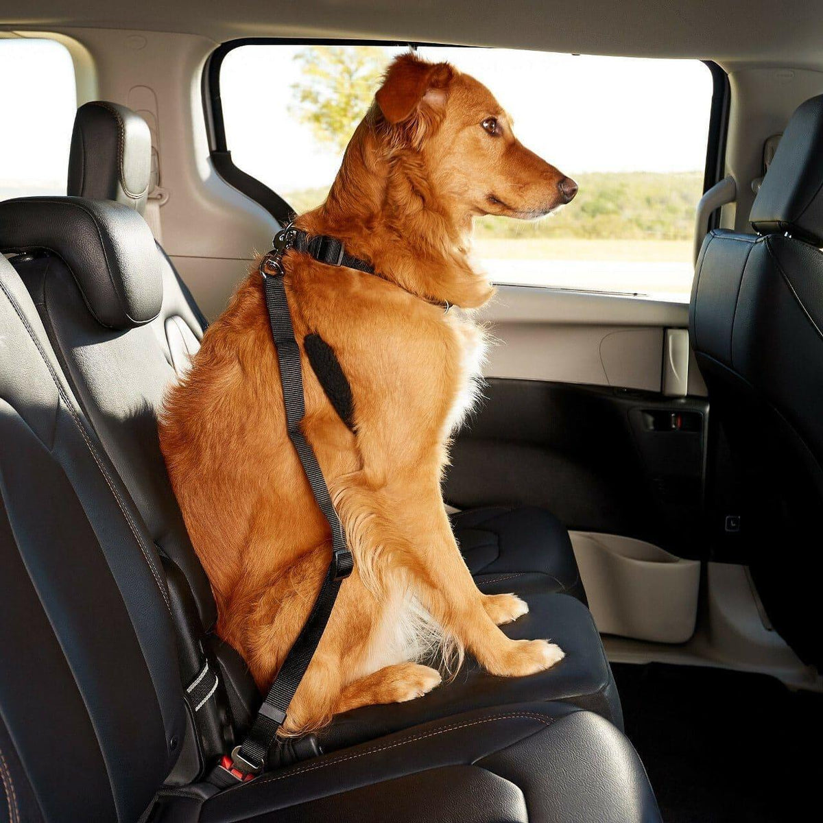 Two adjustable black dog seatbelt connectors attached to a car seat, securing two dogs for safe travel.