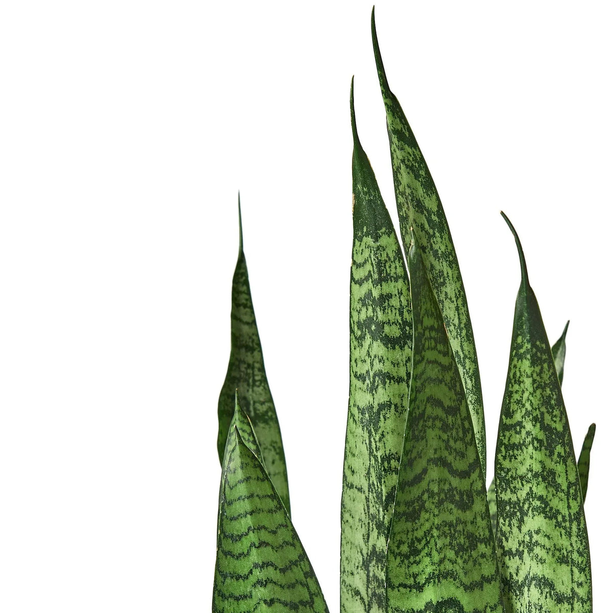Close view of vibrant green Snake Plant 'Zeylanica' leaves with lighter striping details.