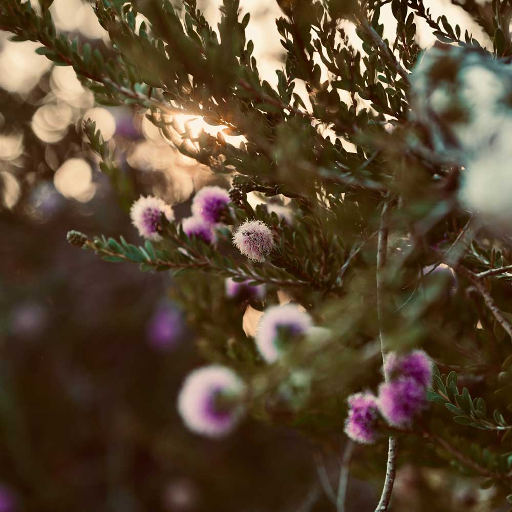 Close-up of fresh green melaleuca (tea tree) leaves symbolizing tea tree essential oil.